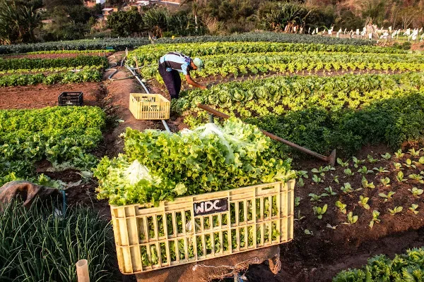 Cadastro Nacional da Agricultura Familiar passa por atualização