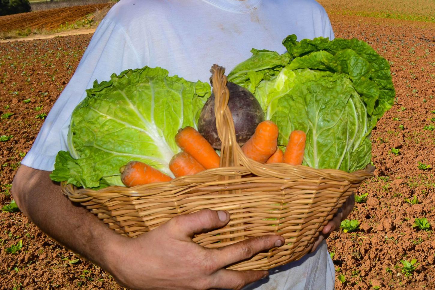 Líder no País, Paraná tem 342 municípios com adesão ao Sistema de Segurança Alimentar
