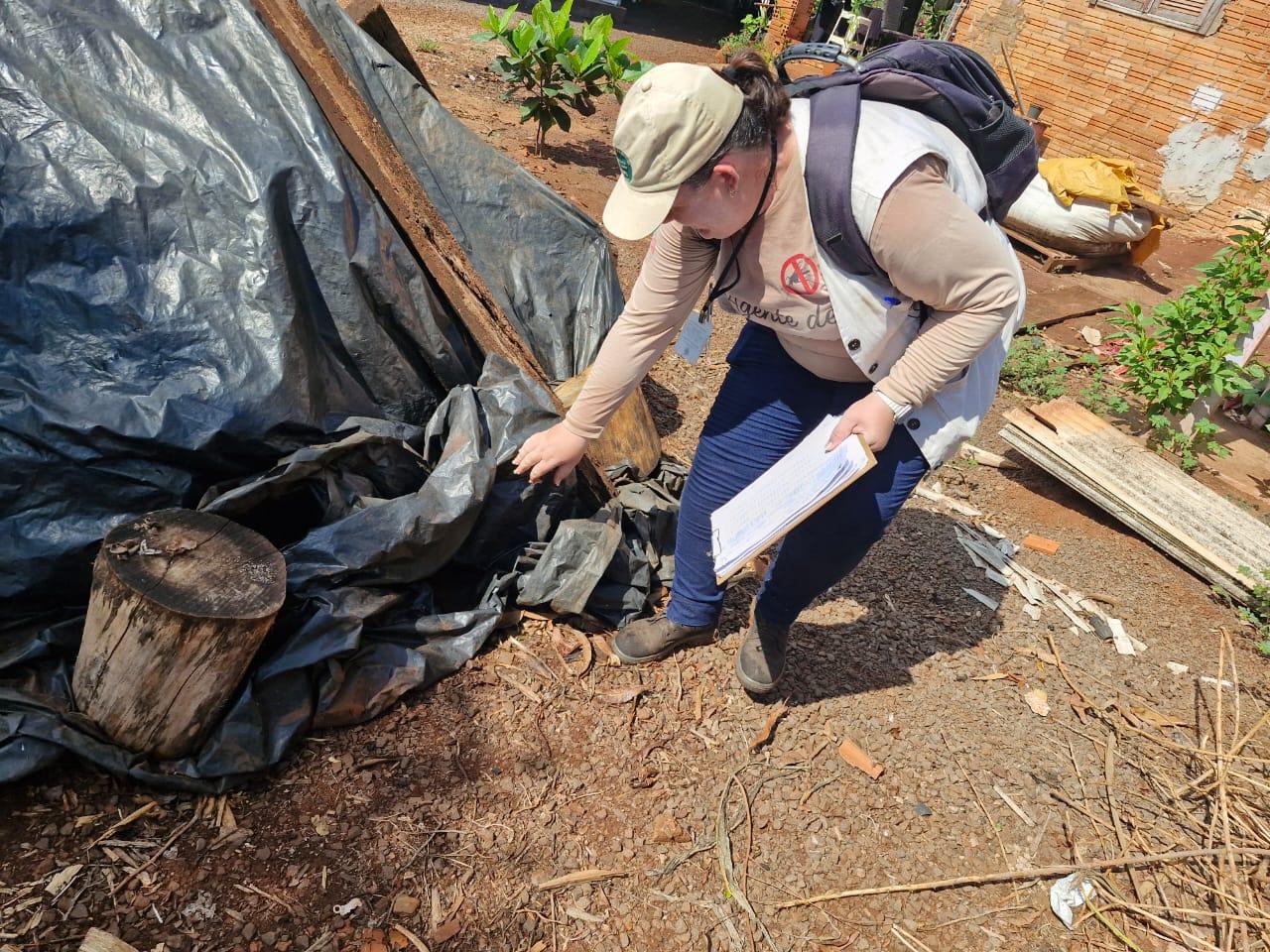 Aumento do Índice de Infestação por Aedes aegypti em Palotina gera alerta
