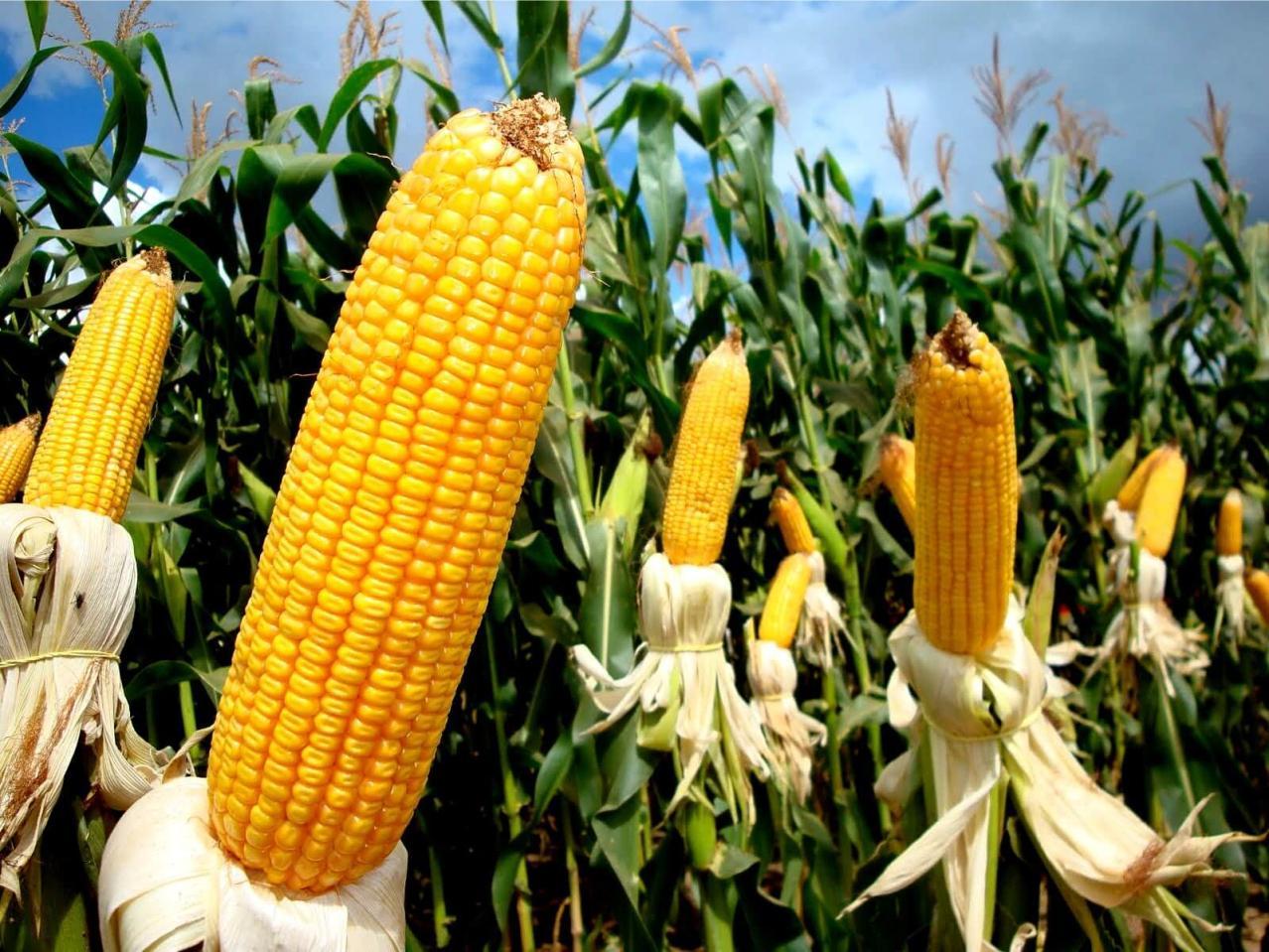 C.Vale cancela Dia de Campo por caso de Influenza Aviária