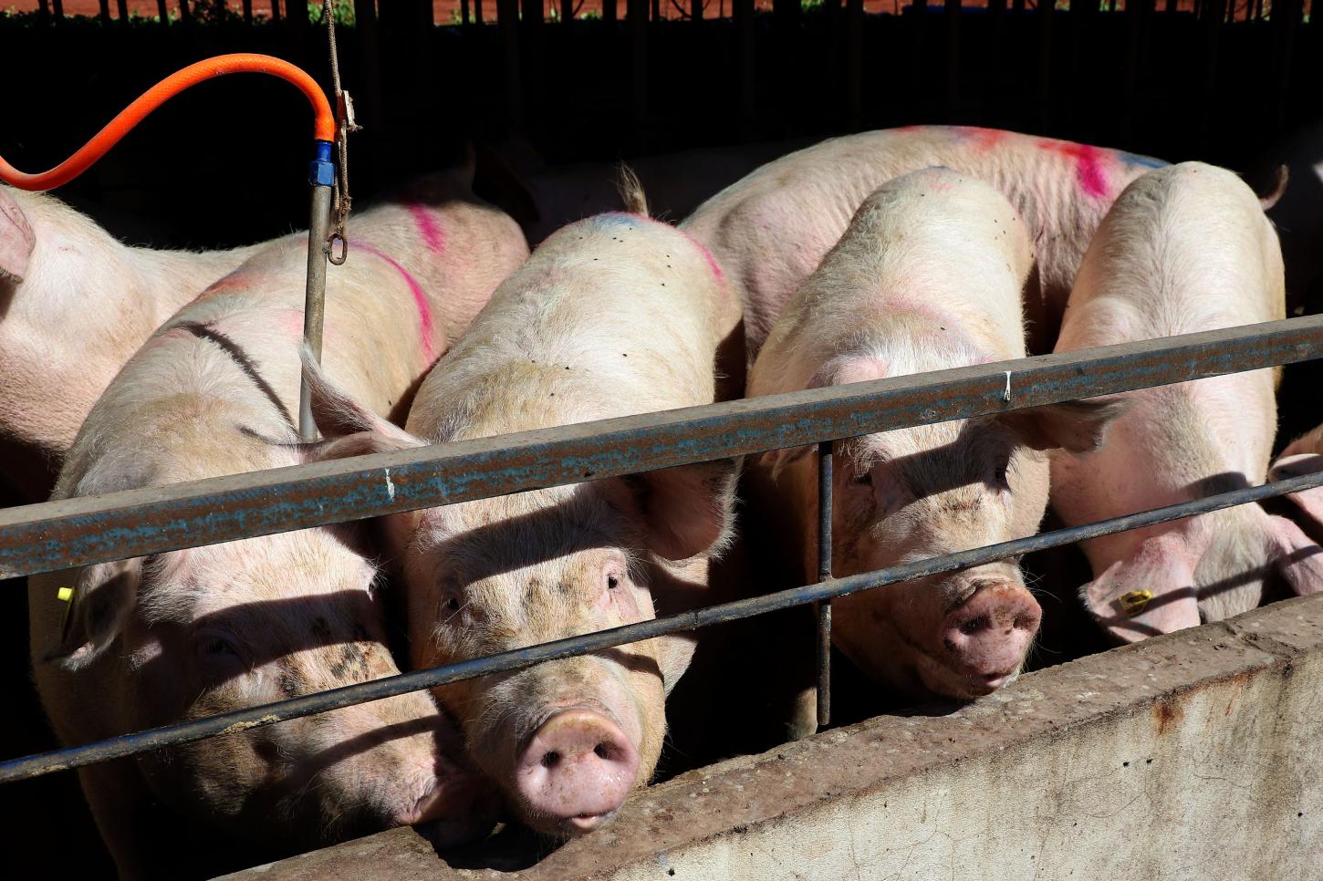 Paraná bate recorde de produção de carne de frango, suína e bovina no 1º trimestre de 2025