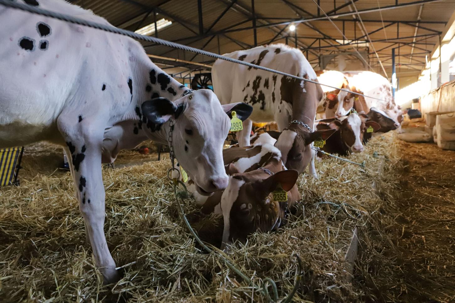 Atualização do rebanho de 2025 termina com 86,7% das propriedades cadastradas