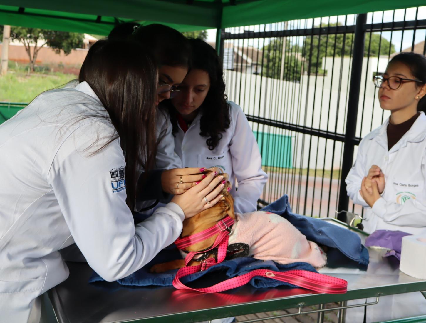 Palotina promove neste sábado intensificação da vacinação gratuita de cães e gatos
