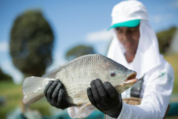 Palotina se consolida entre os maiores produtores de proteína animal do Brasil e impulsiona liderança do Paraná
