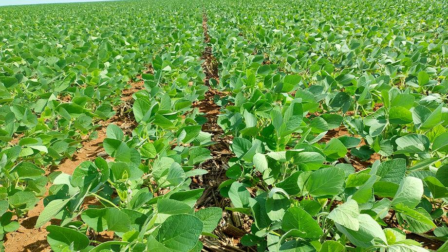 Plantio da soja chega à reta final no Oeste do Paraná com boas perspectivas para a safra