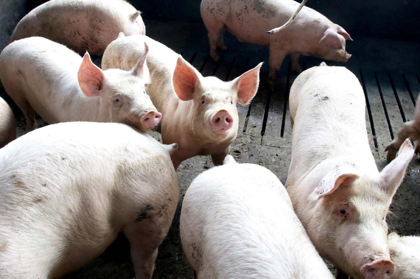 Exportação de carne suína do Paraná cresce 7,9% em 2025 e atinge maior volume da história