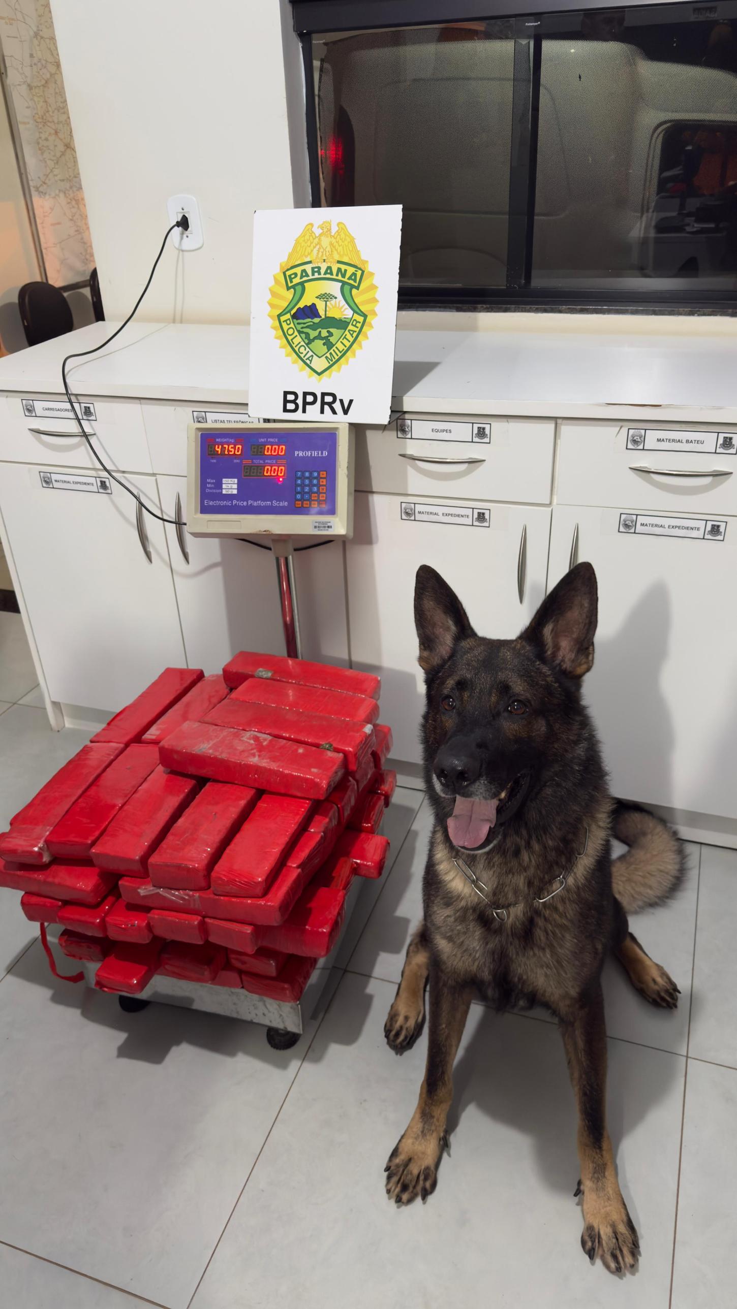 Canil e ROTAM apreendem maconha em abordagem durante a Operação Protetor em Iporã