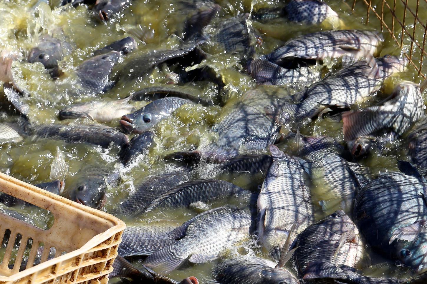 Líder na piscicultura, Paraná orienta produtores no manejo dos viveiros no verão