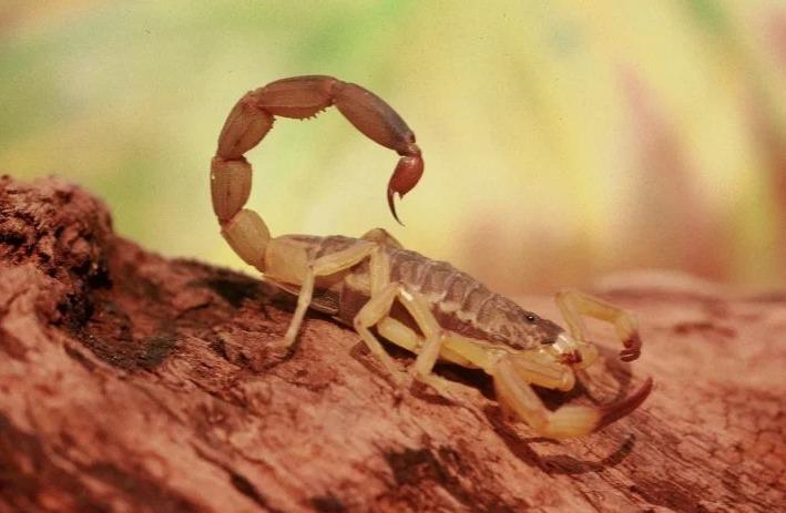 Município realiza mutirão de busca ativa de escorpiões na Afitra