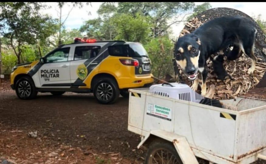 PMPR atende ocorrência de maus-tratos a animais em Guaíra