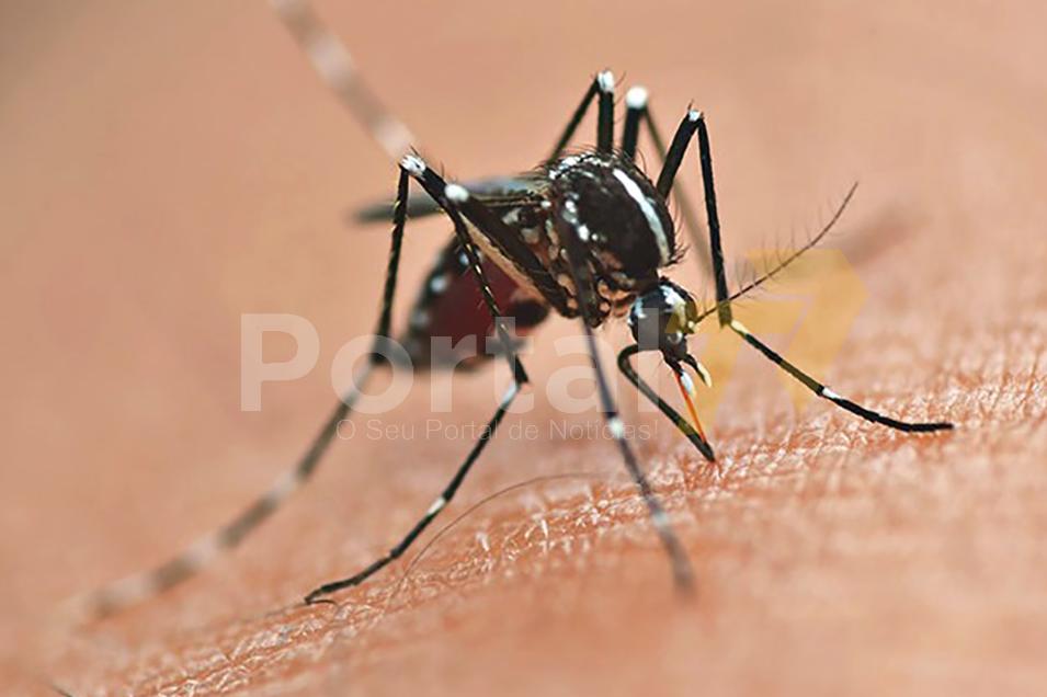 Secretaria da Saúde inicia publicação dos novos informes epidemiológicos da dengue