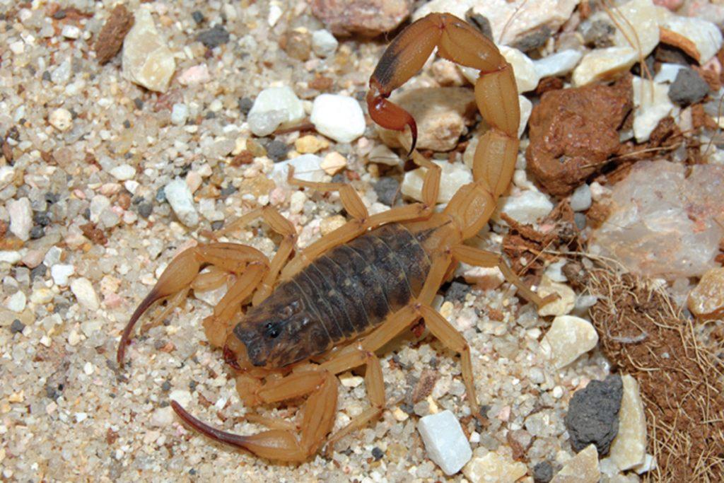 Vigilância Sanitária de Terra Roxa emite alerta para aumento de escorpiões amarelos no município