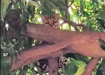 Gato-do-mato é encontrado em árvore no Bairro União e mobiliza Corpo de Bombeiros