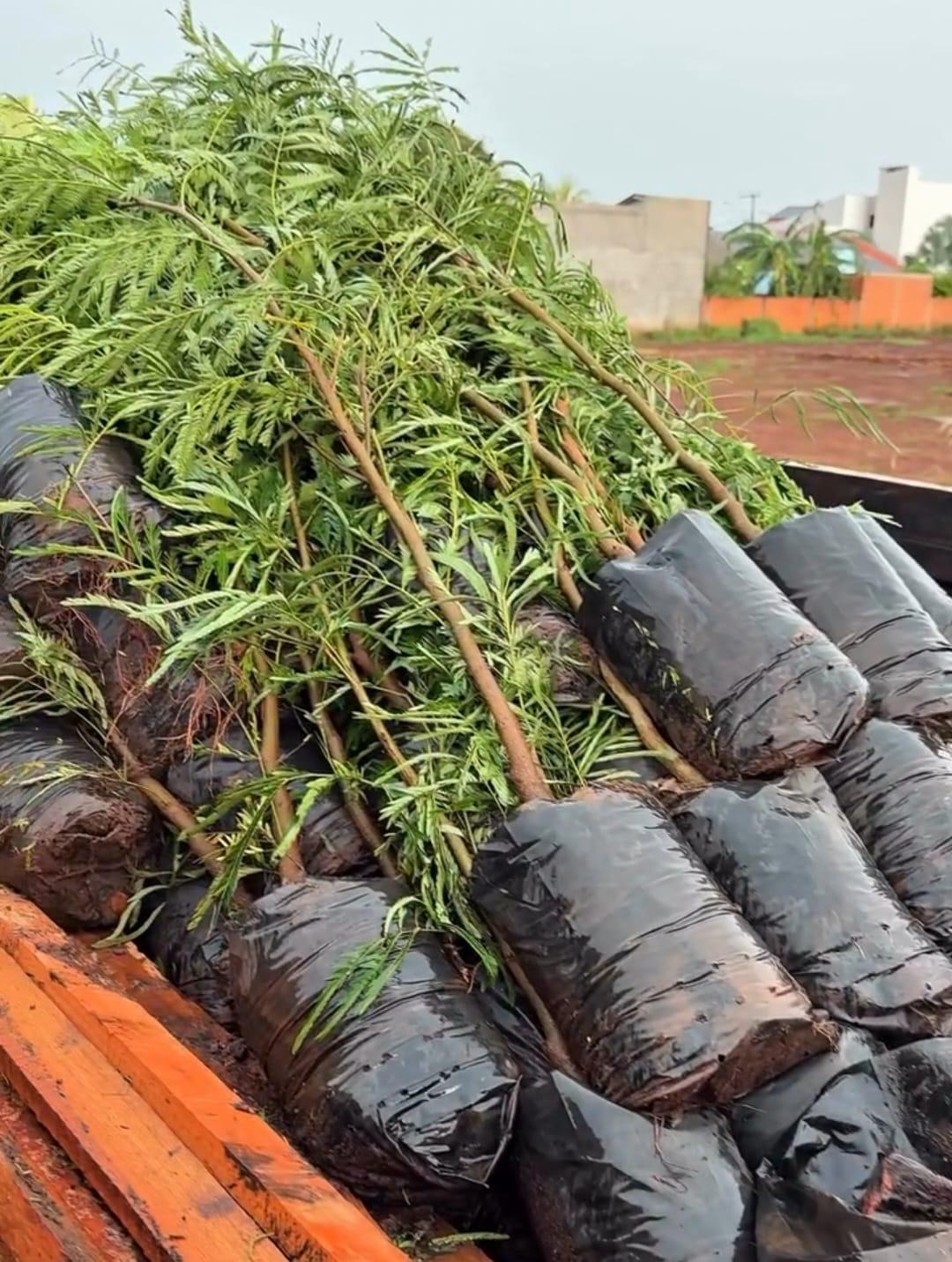 Vídeo - Município de Maripá intensifica plantio de árvores e investe em qualidade de vida