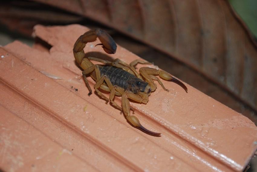 Vigilância Sanitária realiza ação de combate a escorpiões nos dias 4 e 5 de março