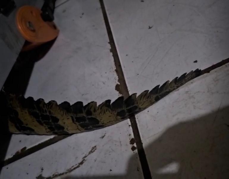 Jacaré é capturado dentro de casa em Guaíra