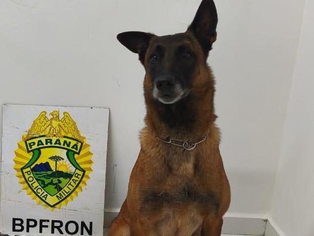 Cão localiza drogas em ônibus e adolescente é apreendido em Guaíra