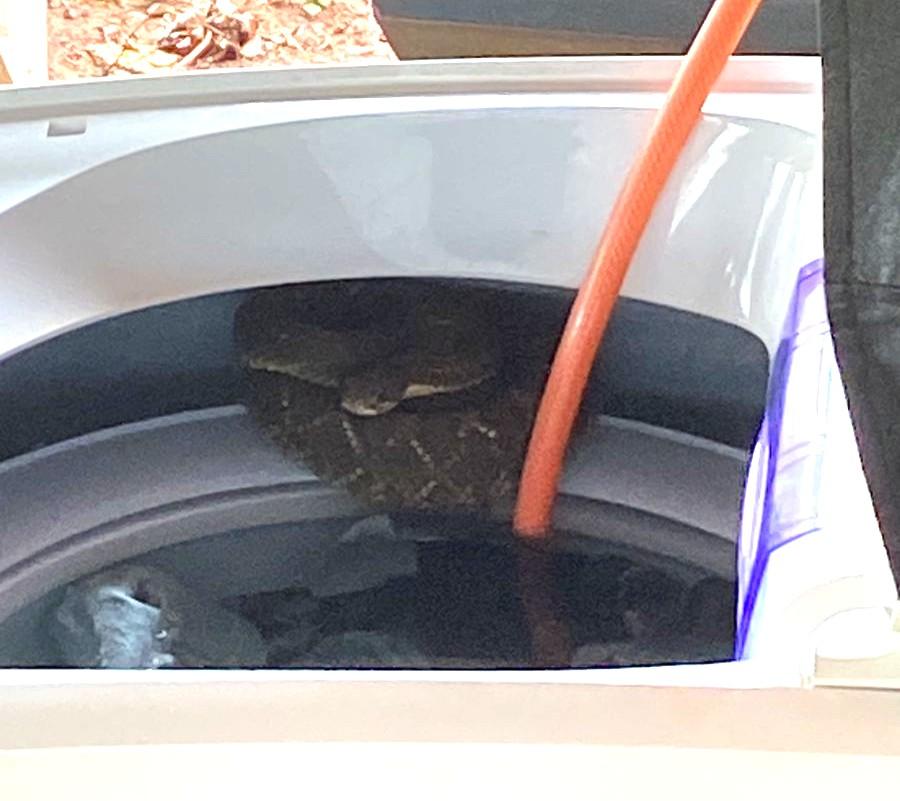 Moradora leva susto ao encontrar cascavel dentro de máquina de lavar no interior de Terra Roxa