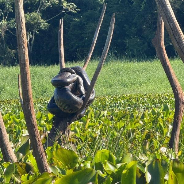 Sucuri de grande porte é avistada por pescadores no interior de Mercedes