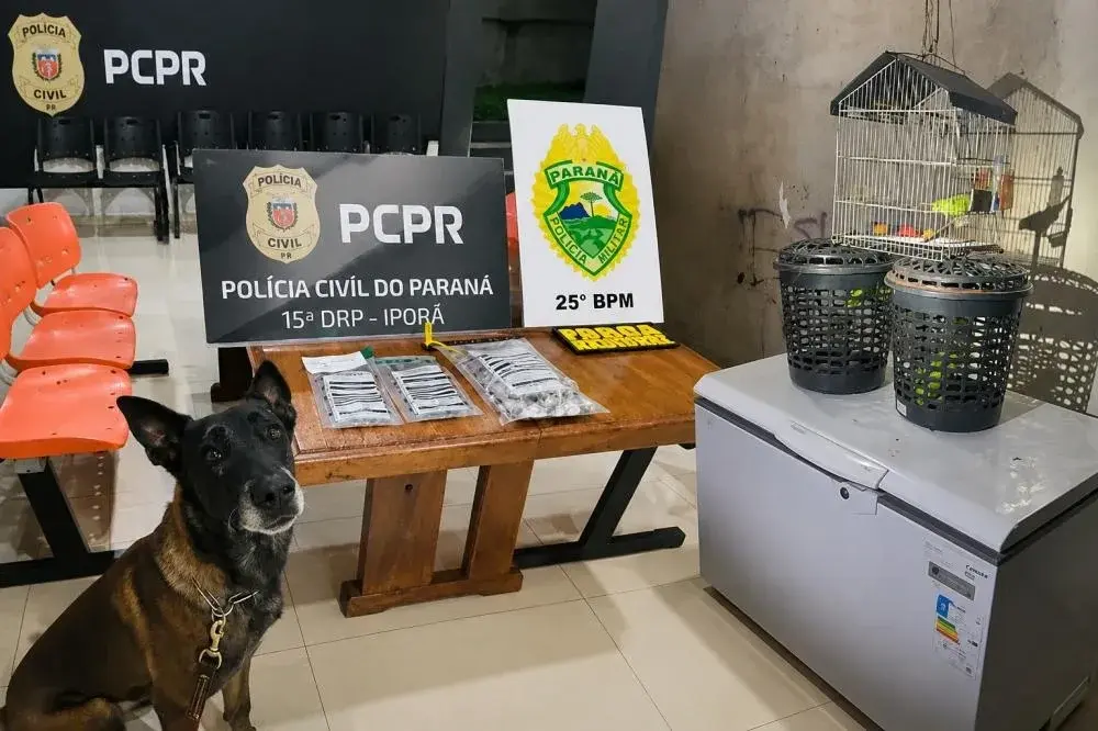 PM apreende drogas e aves silvestres durante cumprimento de mandado em Francisco Alves