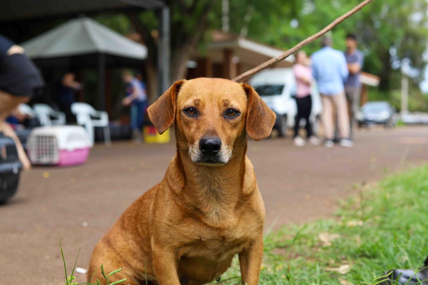 Prefeitura de Terra Roxa anuncia mutirão de castração animal com 189 vagas