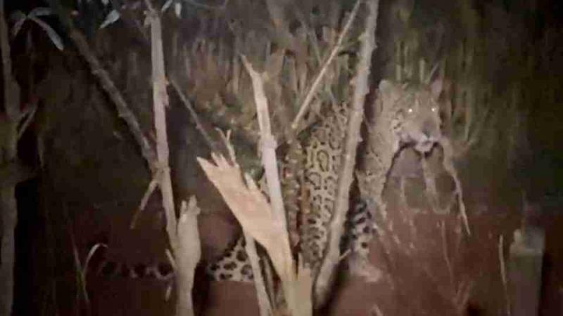 Moradora se depara com onça-pintada ao olhar pela janela de casa na região