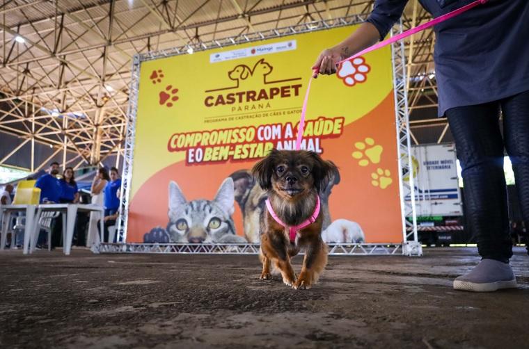 Palotina e Terra Roxa recebem mutirão gratuito de castração de cães e gatos neste mês