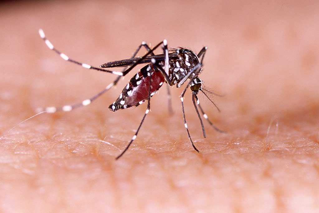 Boletim Epidemiológico aponta 3 casos confirmados de dengue e nenhum de chikungunya em Palotina