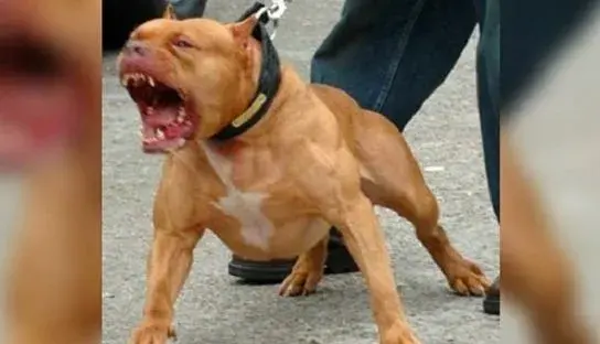 Idoso é atacado por pitbull e depois ameaçado com facão pelo suposto dono do animal em Altônia