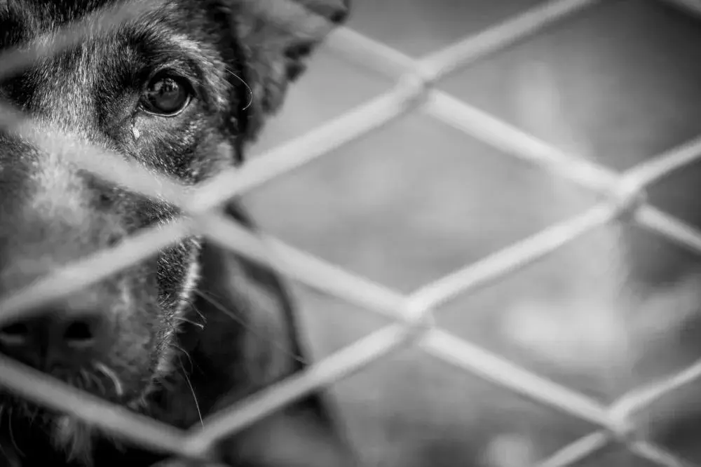 Mulher é encaminhada à delegacia após denúncia de maus-tratos a cachorro em Francisco Alves