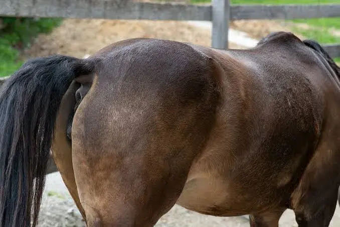 Que Fase! Homem foge para mata após ser flagrado abusando de égua em Pérola