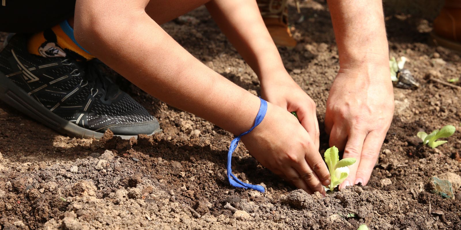 Organizações cobram apoio à agroecologia nas eleições paulistas