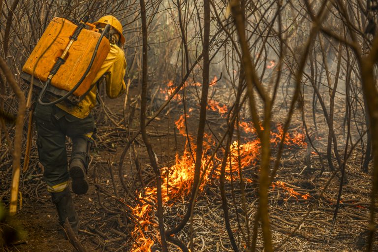 Como a pecuária sustentável no Pantanal pode ajudar a evitar incêndios