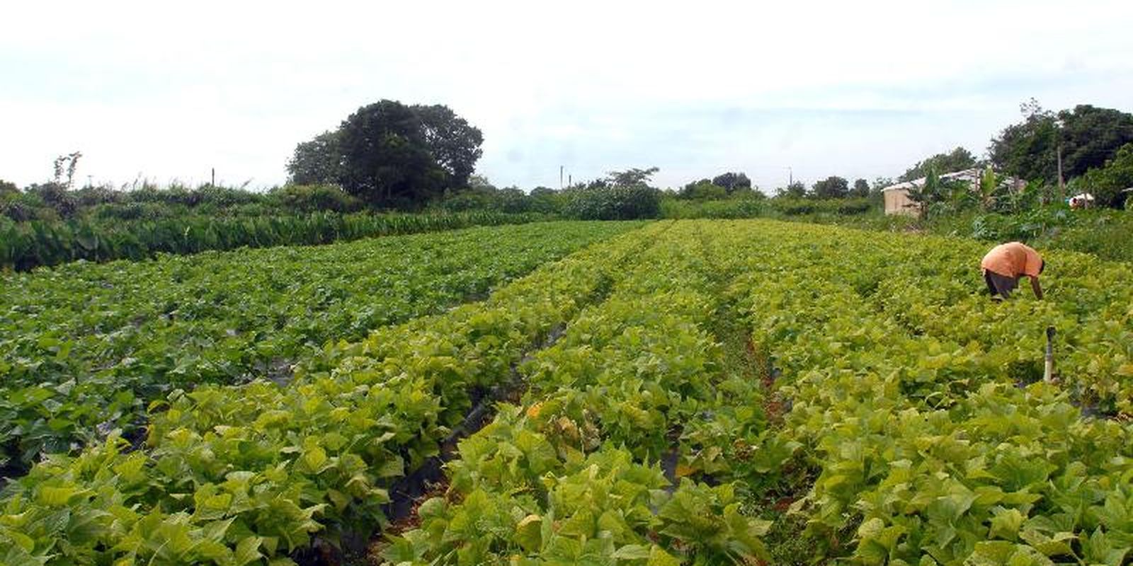 Governo abre crédito extraordinário de R$ 64,3 milhões para segurança alimentar e indígenas