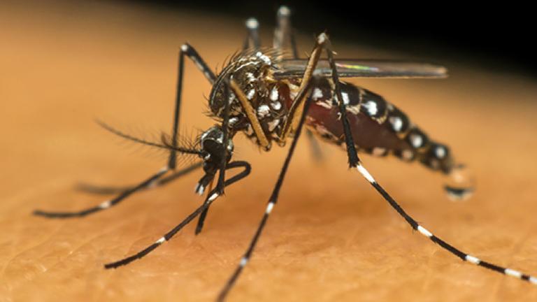 Palotina confirma sete casos de dengue e descarta notificações de chikungunya