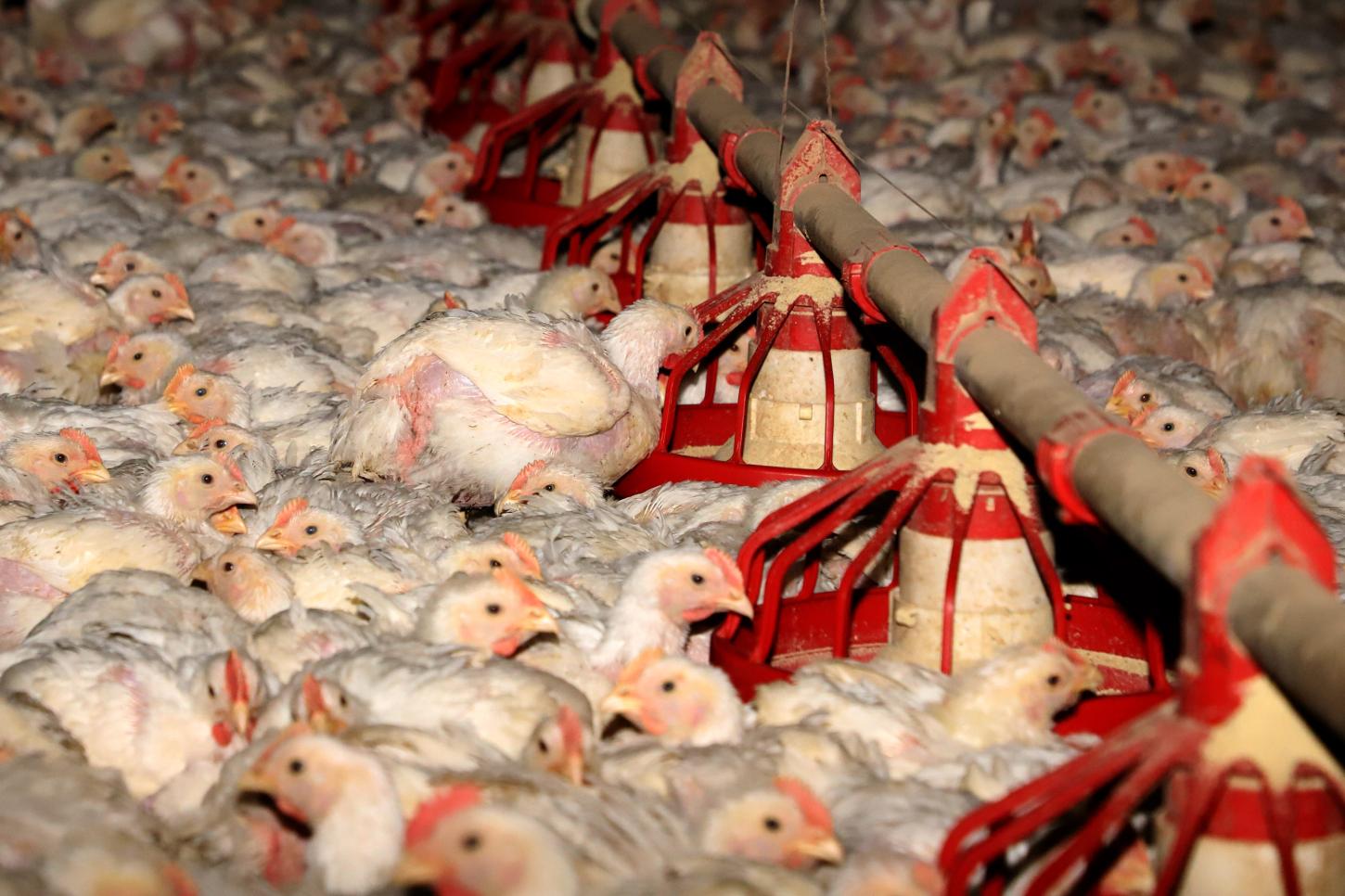 Paraná lidera produção de frango no Brasil e avança no plantio da soja