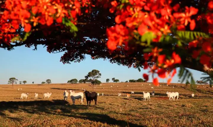 Adapar inicia Campanha de Atualização de Rebanhos 2026