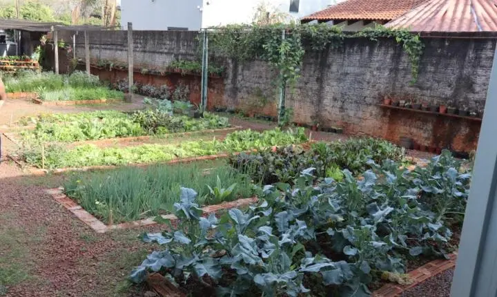 APAE de Palotina promove Feira de Chás, Mudas de Temperos e Flores