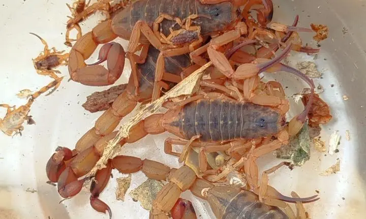 Boletim aponta 322 notificações de escorpiões em Palotina em 2026
