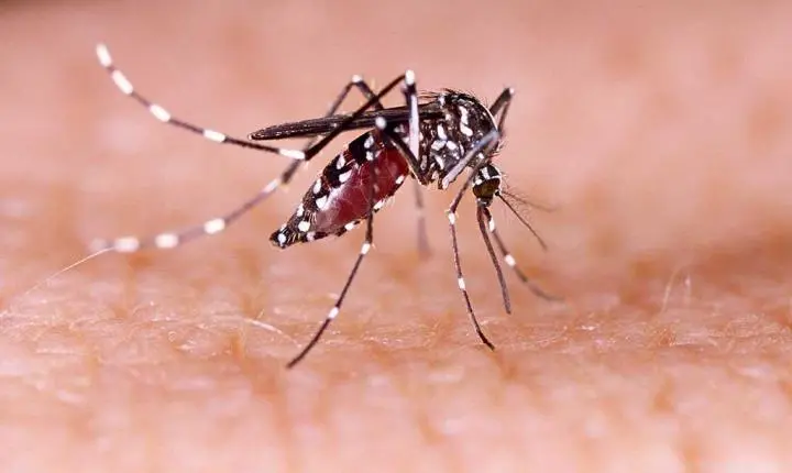 Boletim Epidemiológico aponta 3 casos confirmados de dengue e nenhum de chikungunya em Palotina