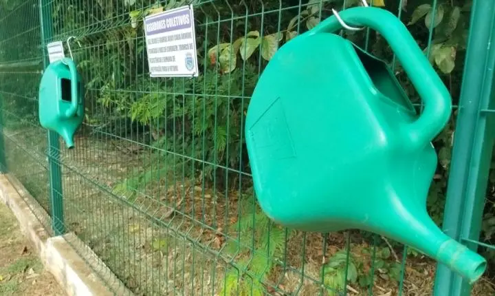 Bosque da Mulher é implantado no Lago Municipal e incentiva cuidado coletivo