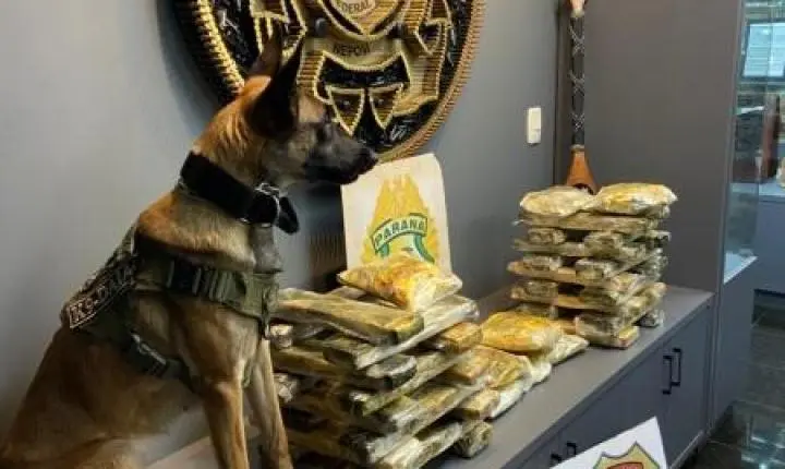 Cães farejadores auxiliam e polícia prende duas mulheres com drogas em Guaíra
