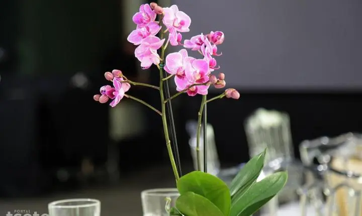 Café Colonial reúne autoridades e comunidade no lançamento oficial da 26ª Festa das Orquídeas e elege a Princesa das Orquídeas 2026