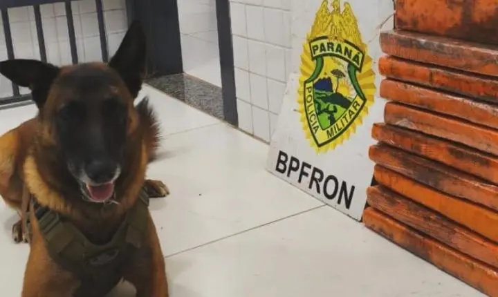 Cão farejador encontra drogas em malas e passageira é presa em ônibus de Guaíra