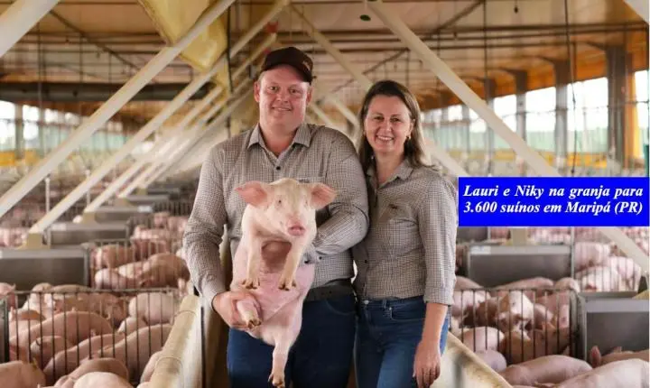 Casal de Maripá se destaca na suinocultura com foco em qualidade e bem-estar animal
