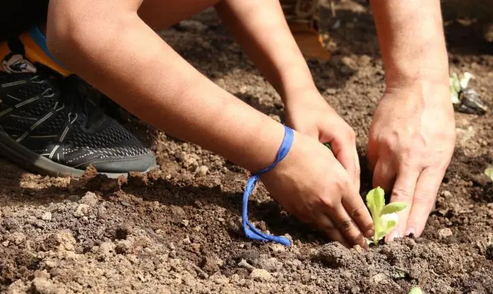Organizações cobram apoio à agroecologia nas eleições paulistas