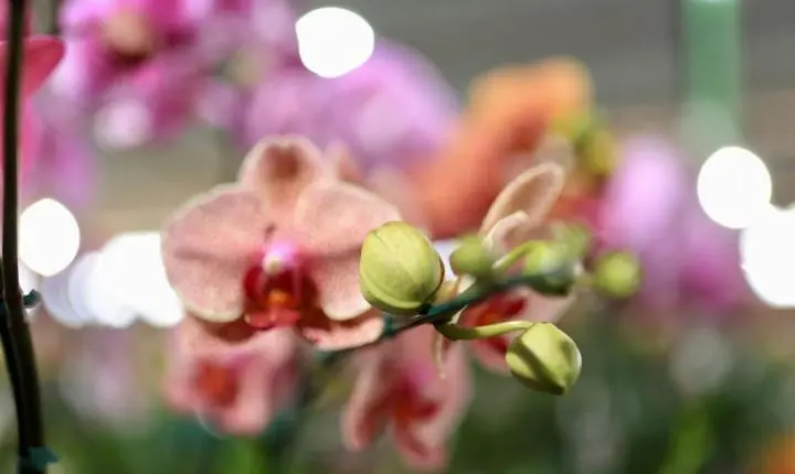 Maripá registra grande público já no primeiro dia da 26ª Festa das Orquídeas e do Peixe