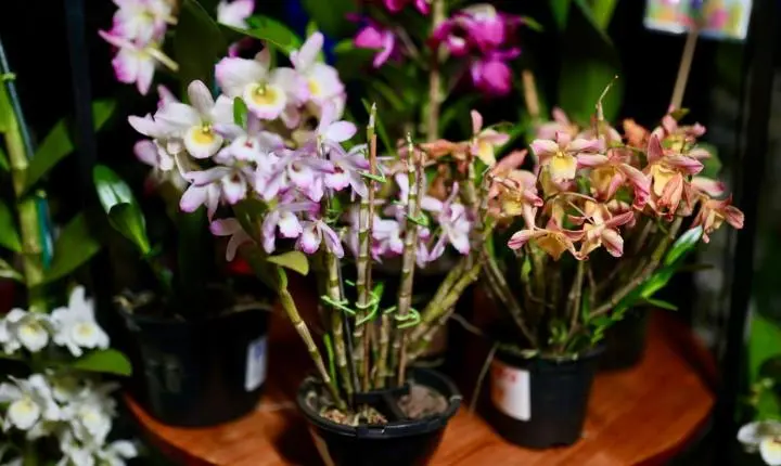 Maripá registra grande público já no primeiro dia da 26ª Festa das Orquídeas e do Peixe