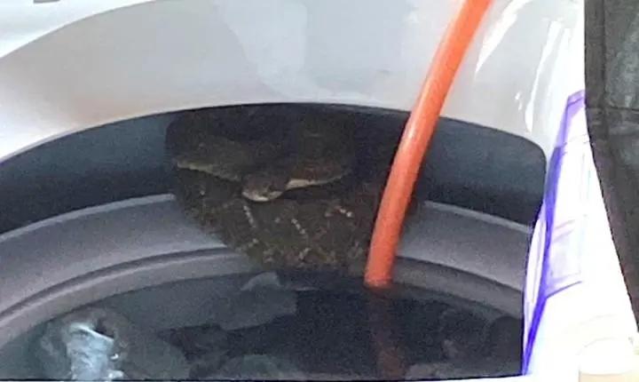 Moradora leva susto ao encontrar cascavel dentro de máquina de lavar no interior de Terra Roxa