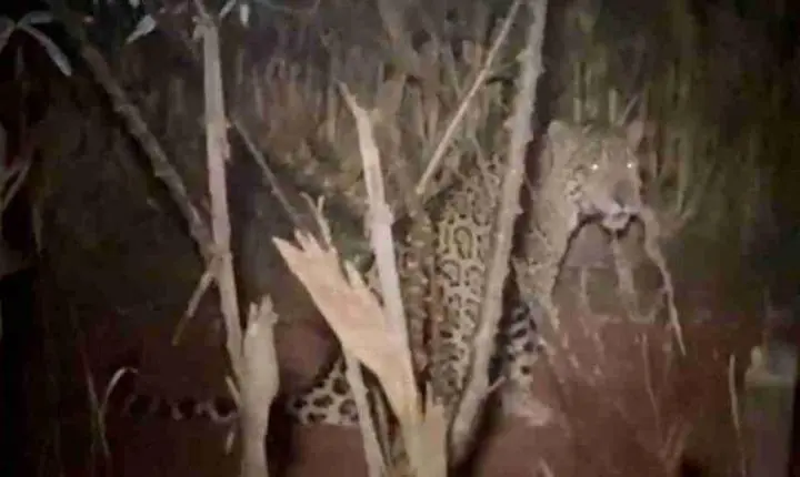 Moradora se depara com onça-pintada ao olhar pela janela de casa na região